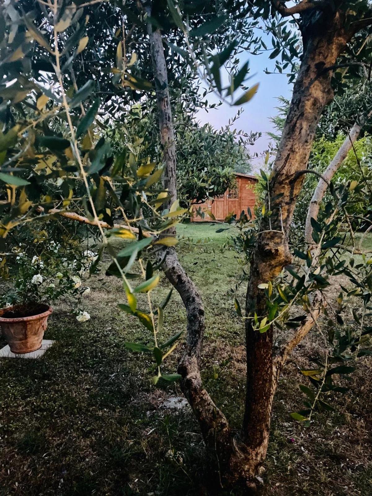 Rosso Del Chianti *